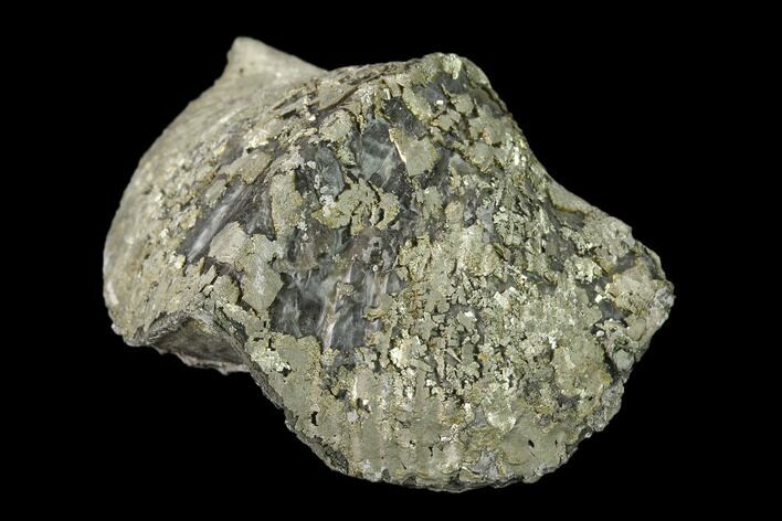 Pyrite Replaced Brachiopod (Paraspirifer) Fossil - Ohio #135561